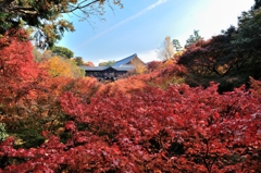 紅葉まみれ