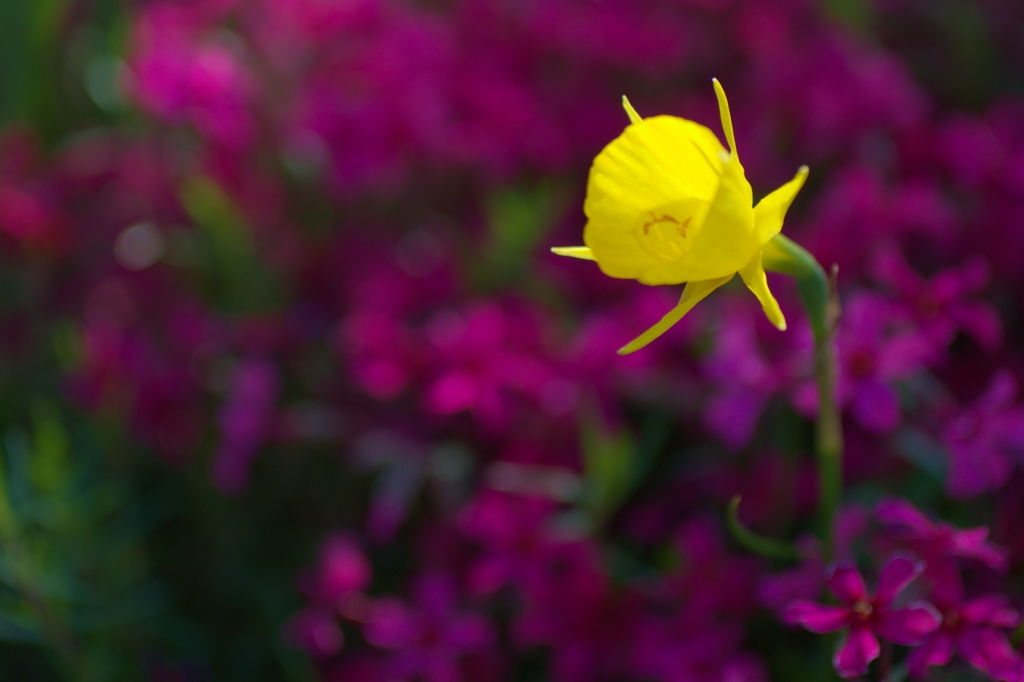 何て花？
