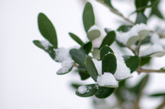 olive in snow