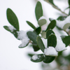 olive in snow