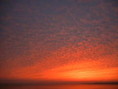 うろこ雲 in sunset