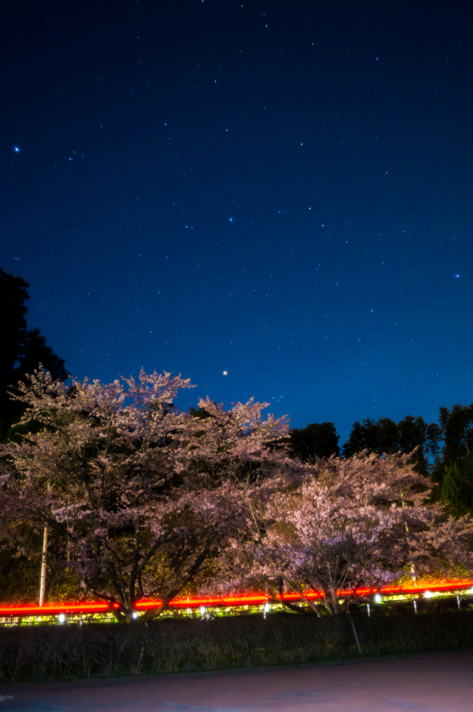 平成最後の夜桜