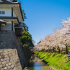 桜@金沢城公園