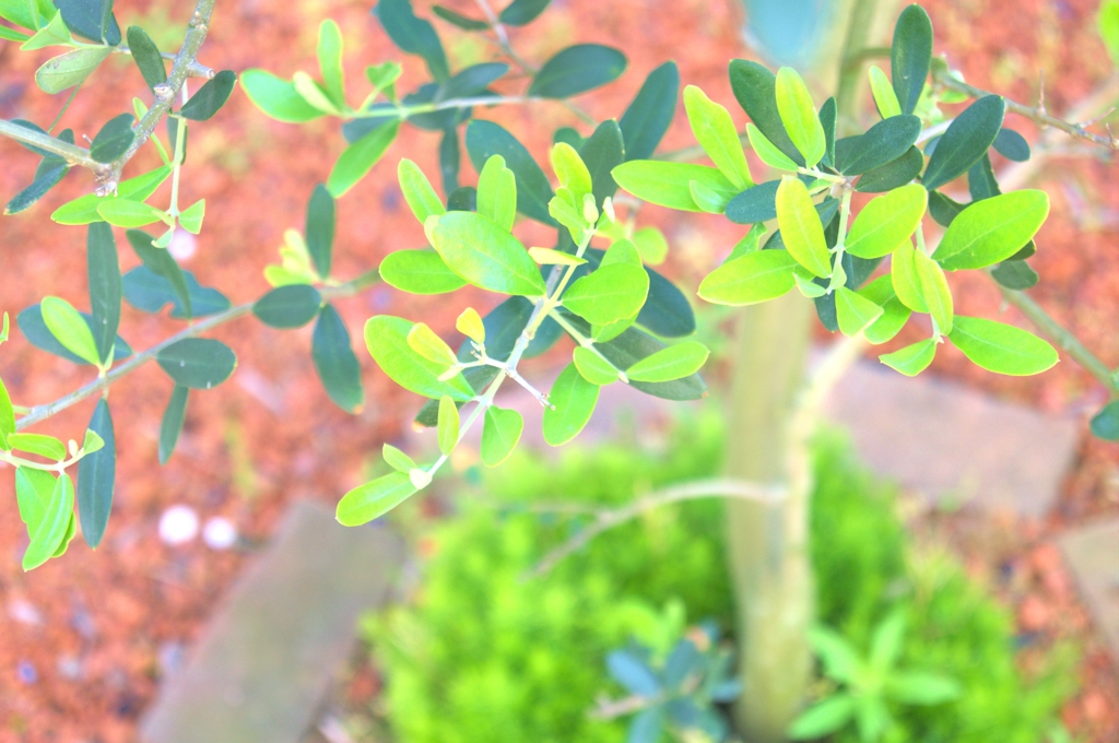 olive