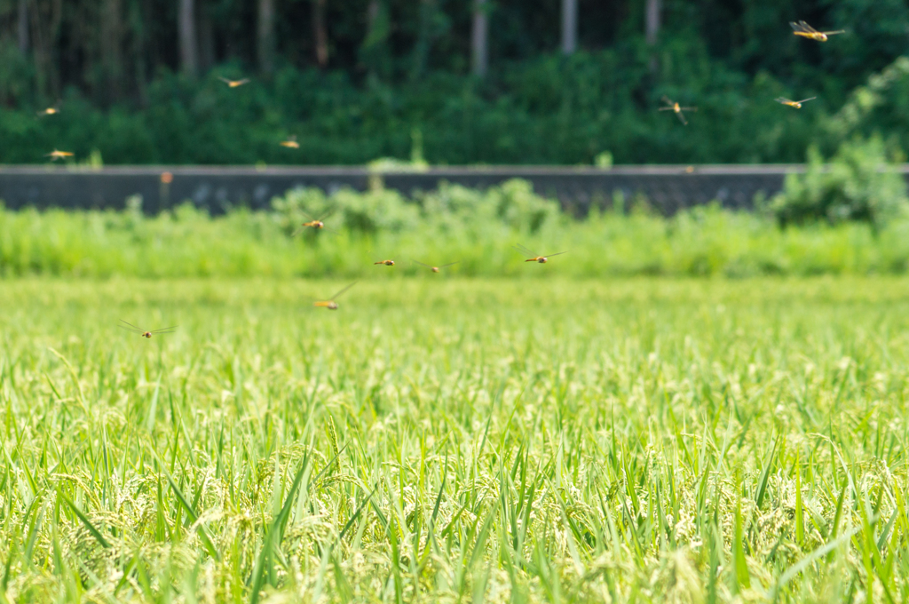 とんぼの夏休み