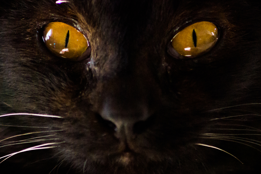 cat's eyes
