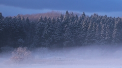 里山の朝