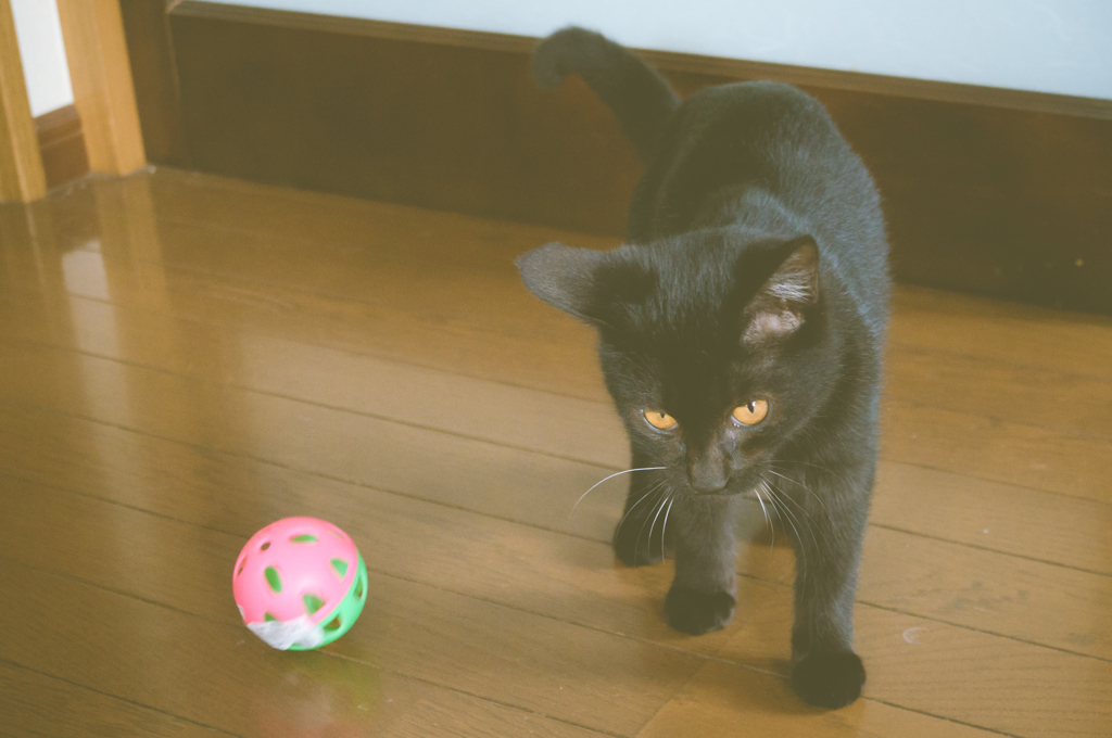 あそぼ!