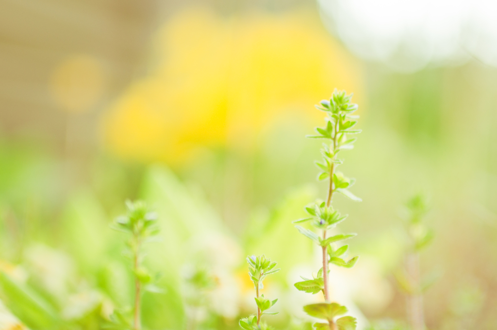 我が家の雑草