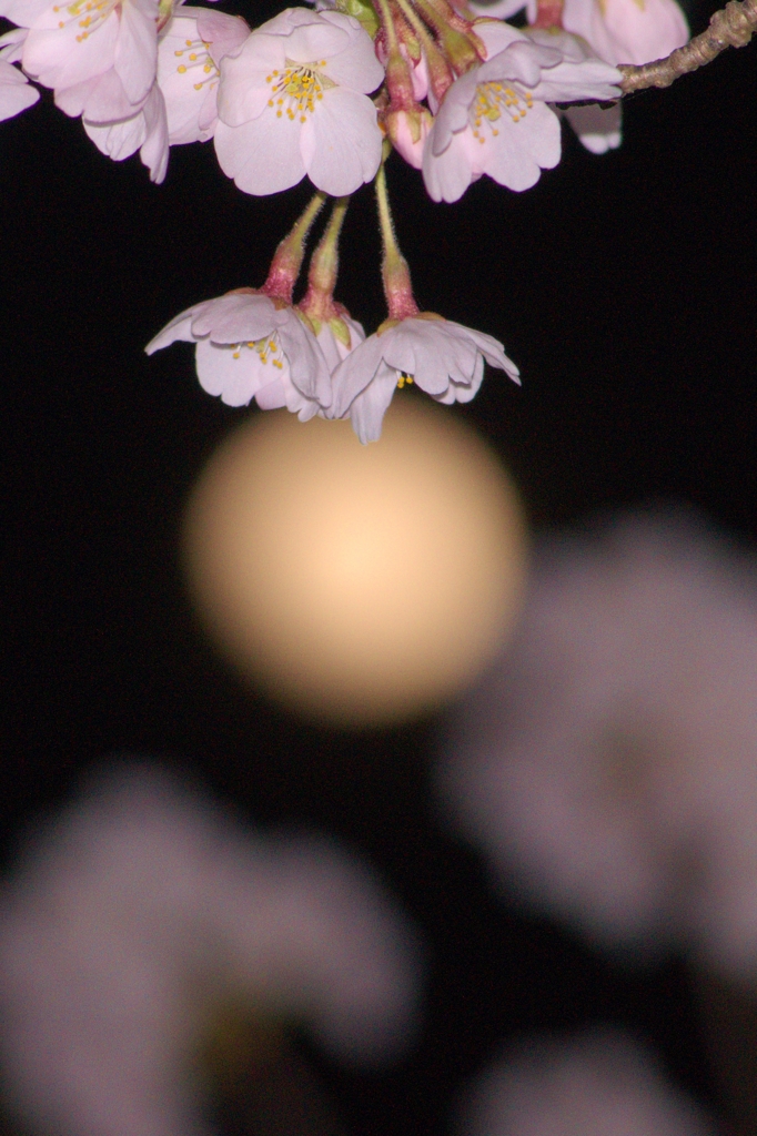 月見桜②