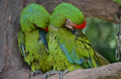 インコ