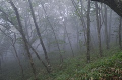 霧の森3