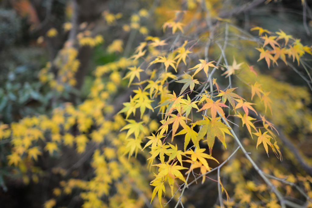 紅葉2