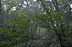 霧の森