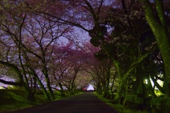 恐ろしの森