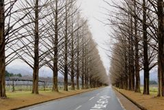 冬のメタセコイア並木