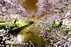 五条川桜祭り
