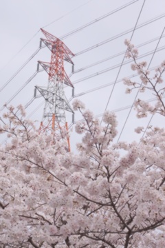 LINE TOWER