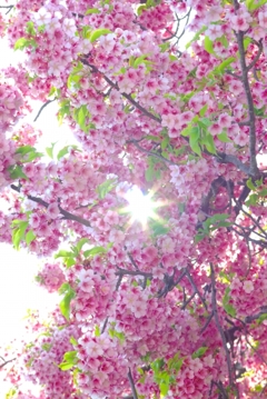 桑名市寺町通りの河津桜