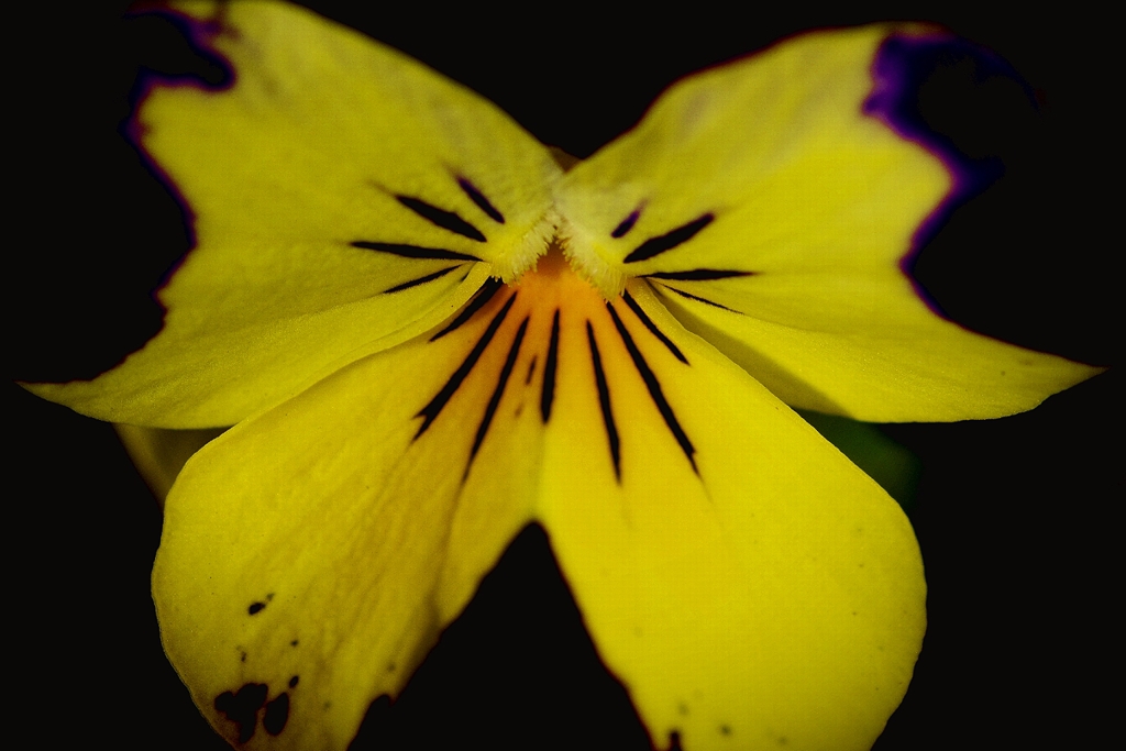 BUTTERFLY　FLOWER