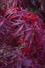 IMGP0039