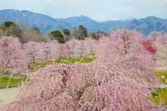 枝垂れ梅と鈴鹿山脈