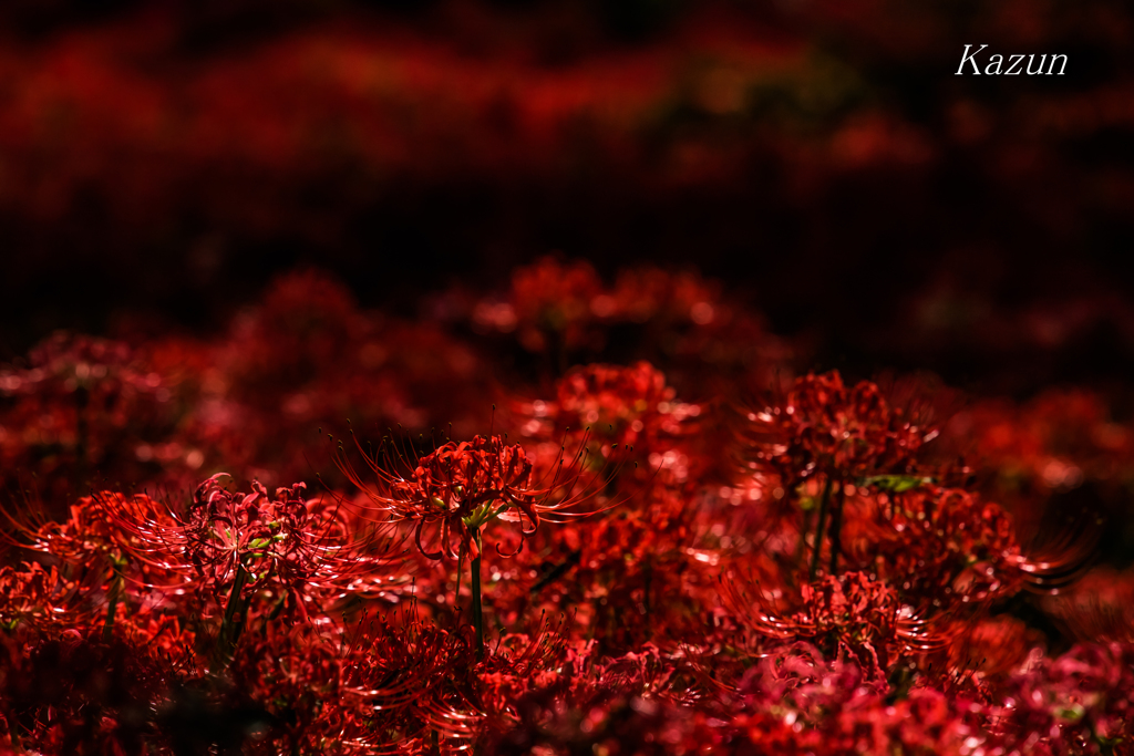 紅き光の夢