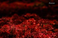 紅き光の夢