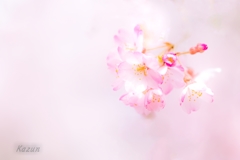 ー夢見る桜ー