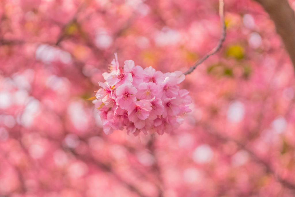 河津ボール