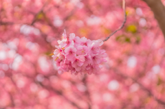 河津ボール