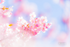光り輝く桜ちゃん(゜∀゜*)