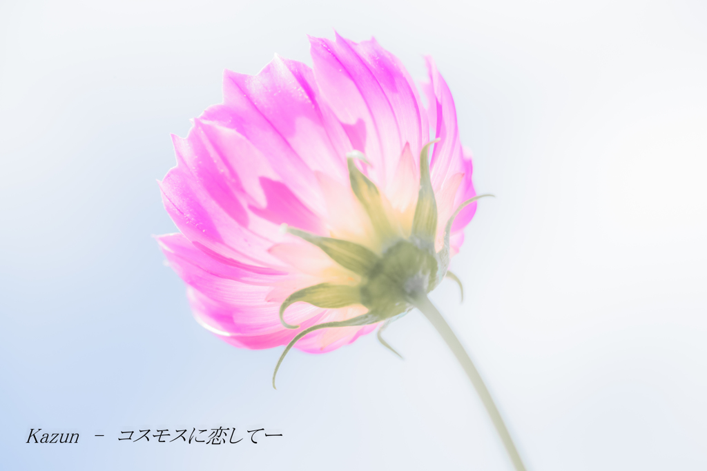 ー美しき柔肌ー