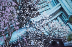 梅ぃ～～