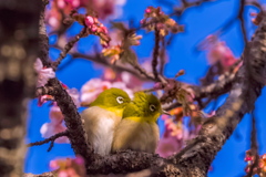 春の毛繕い♪