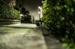 夜のにゃん！
