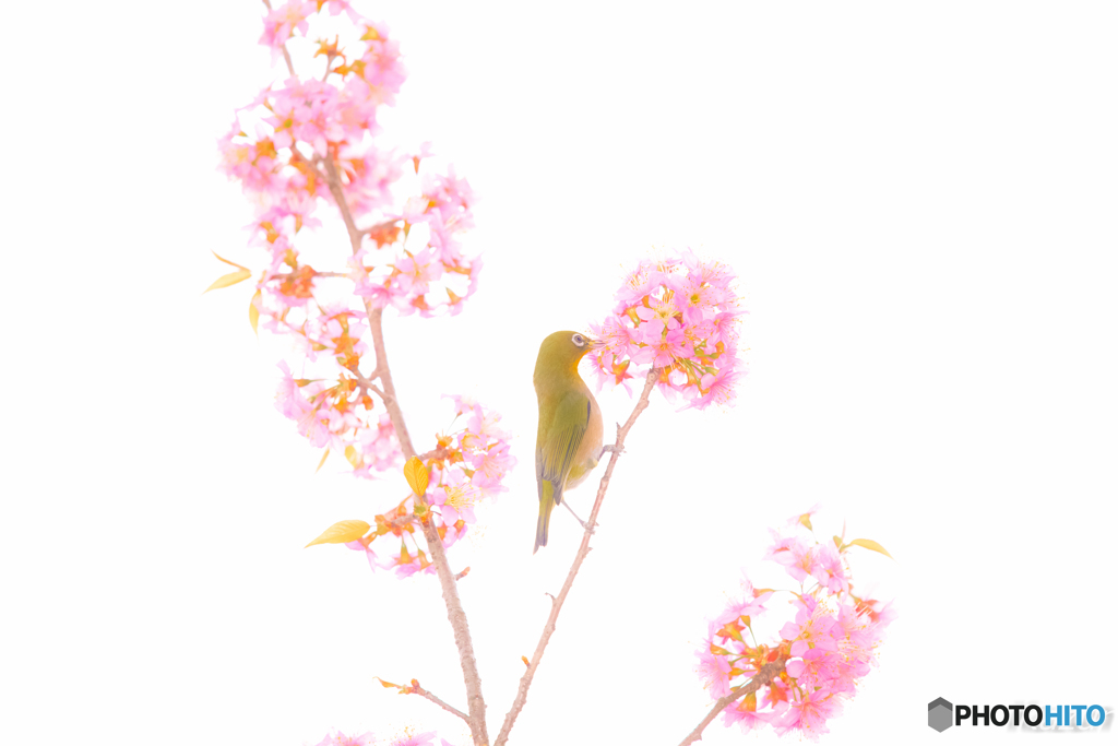 密を吸い吸い♪