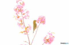 密を吸い吸い♪