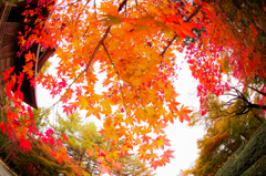 紅葉の時間