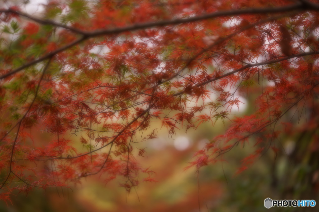 蕩ける紅葉