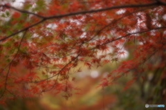 蕩ける紅葉