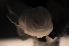 ROSE STORY!