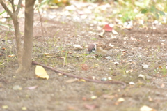 惜しい・・・・・