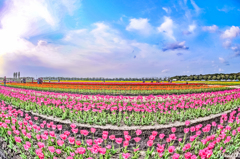 御花畑