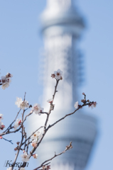 太陽が　梅と塔を・・・・・