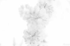 白藤の夢