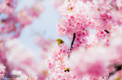 河津桜　チョイ古いカメラで、、、７