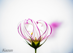 恋の花を太陽が　包んで！
