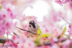 桜の中は最高だよ～♪