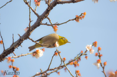 大きめ